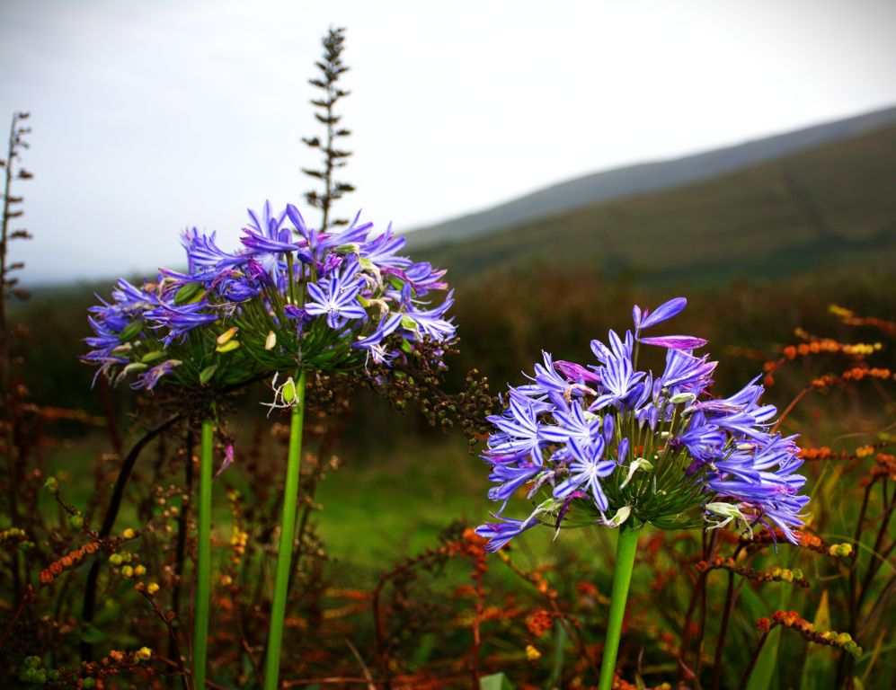 Dingle Peninsula Ireland