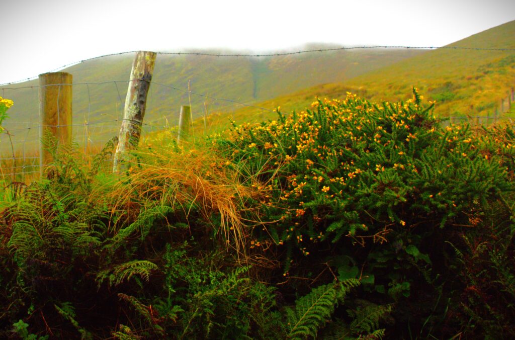 Dingle Peninsula Ireland