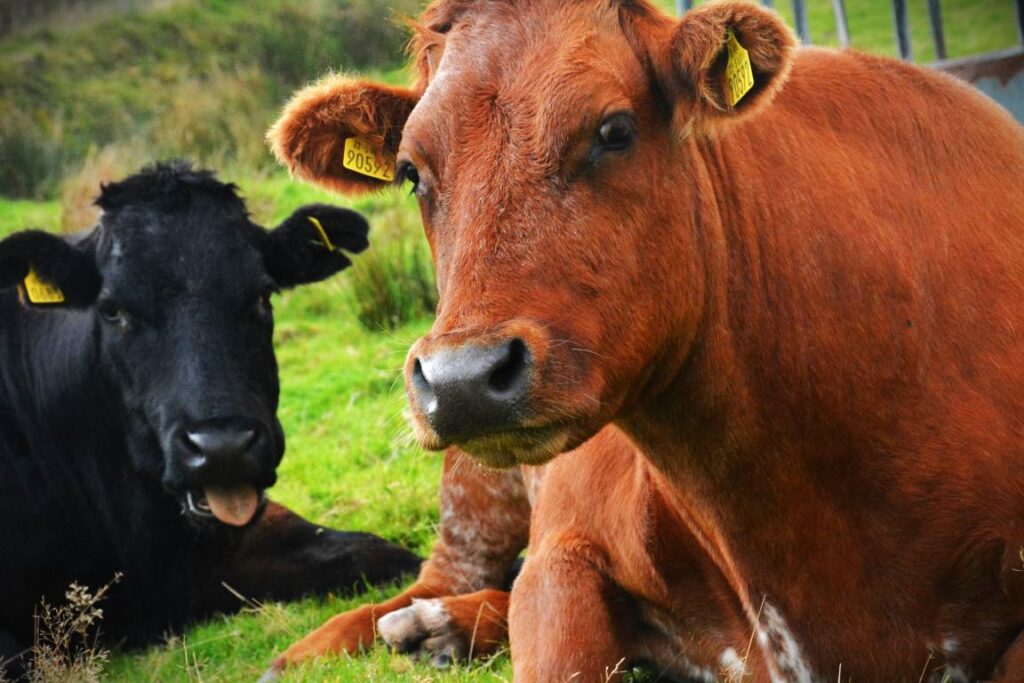 Our neighbors Dingle Peninsula Ireland