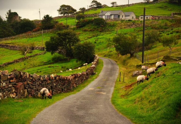 Killary Sheep Farm Sheepdogs